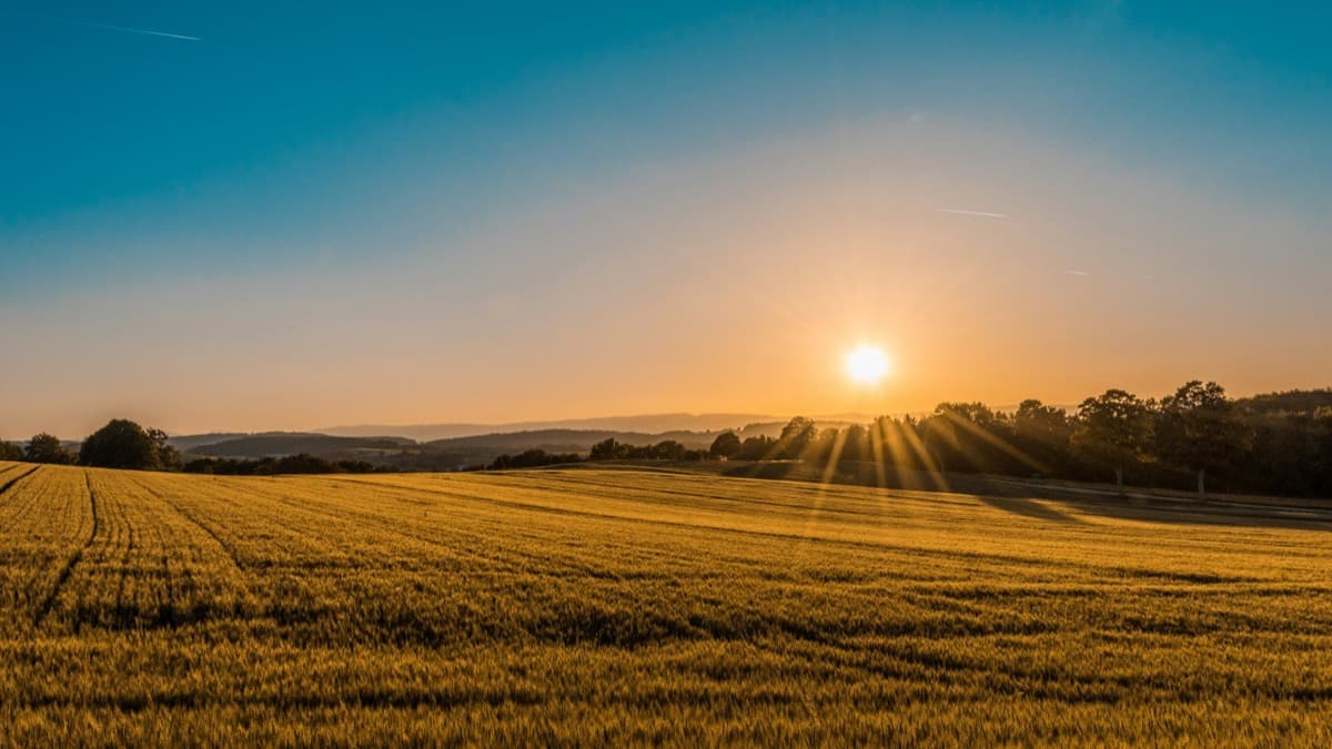 Golden field at sunset